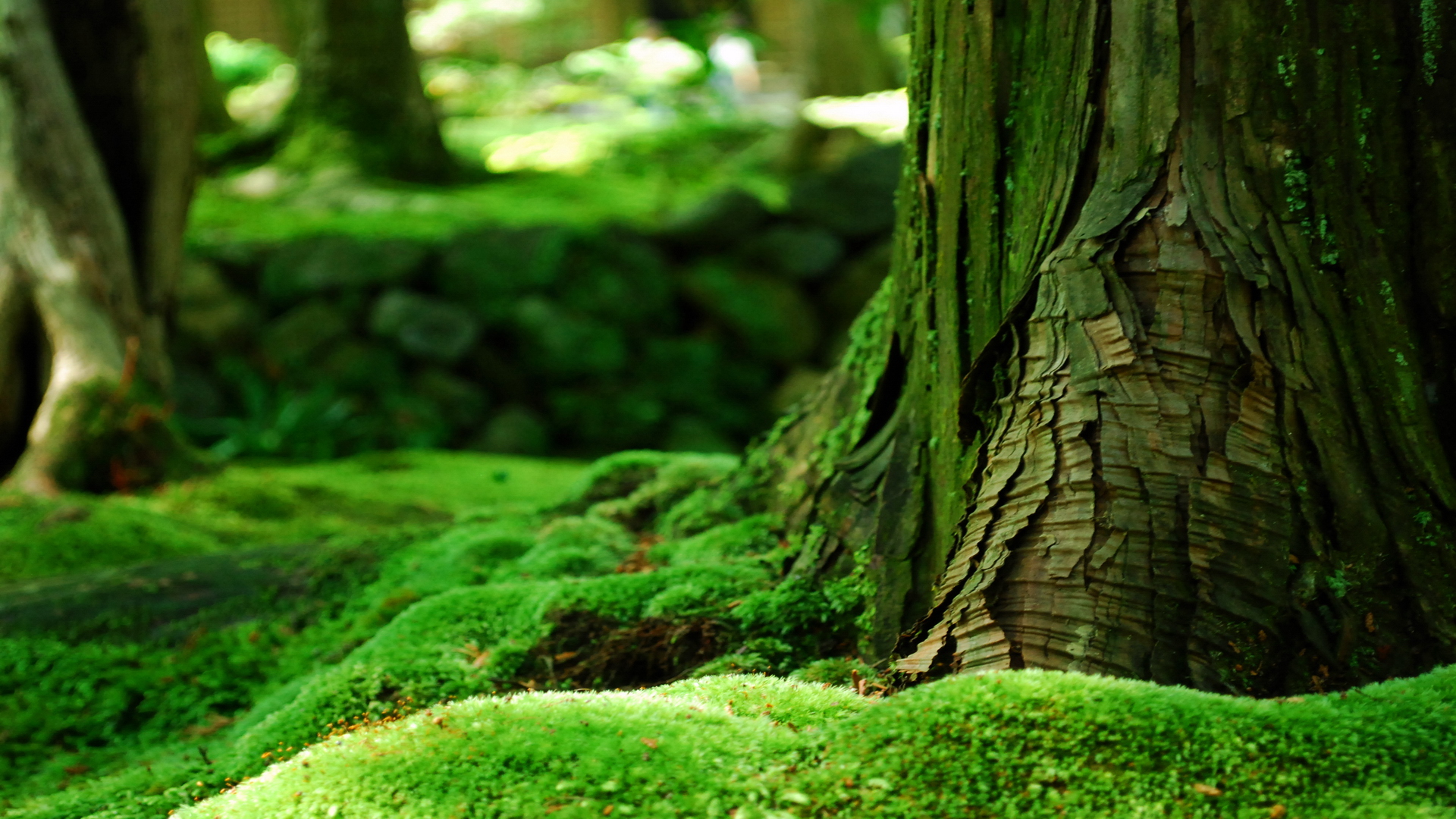 Download - Forest Moss , HD Wallpaper & Backgrounds