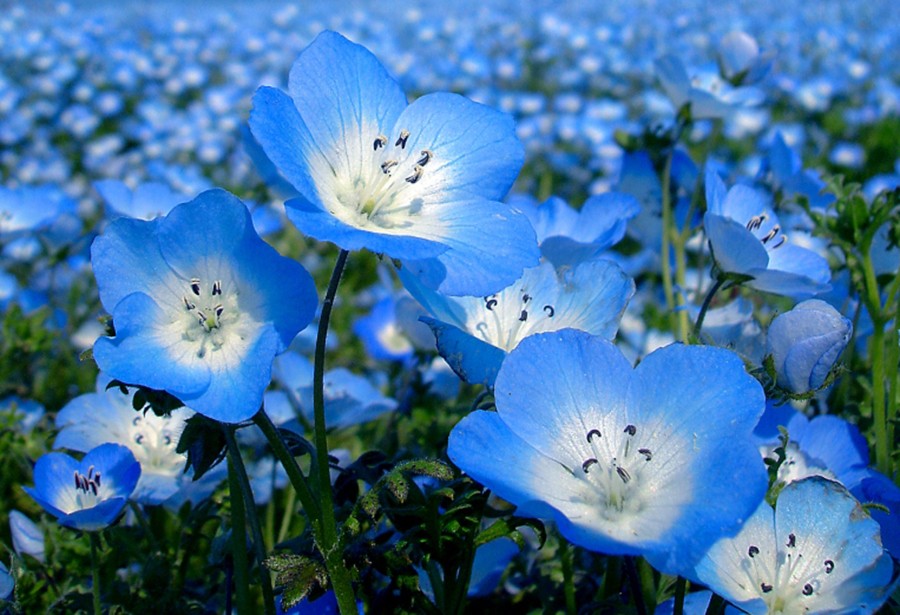 Sky Blue Colour Flowers , HD Wallpaper & Backgrounds
