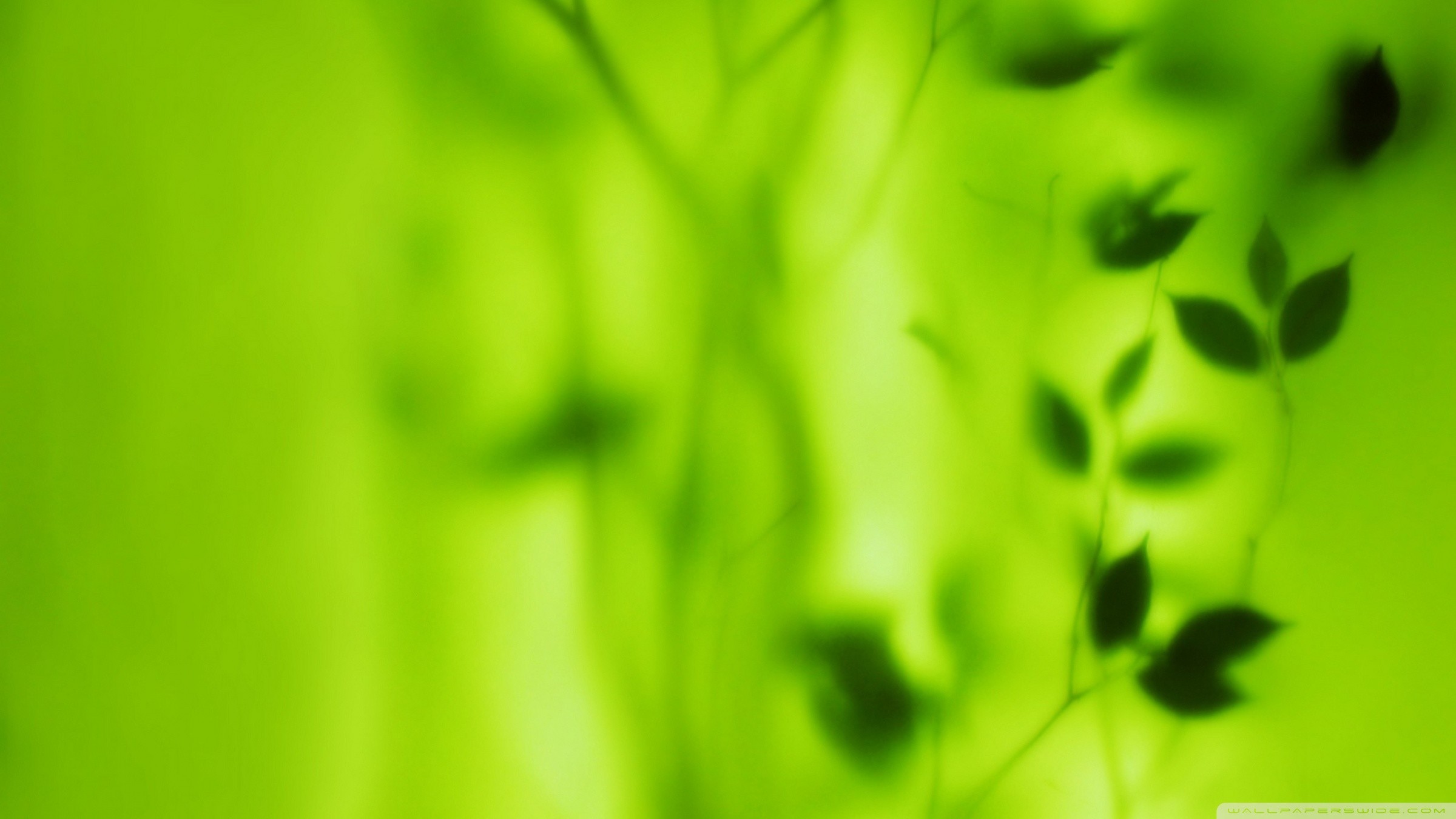 2560x1600, Wallpaper Green Leaves - Green High Resolution Blur Background , HD Wallpaper & Backgrounds