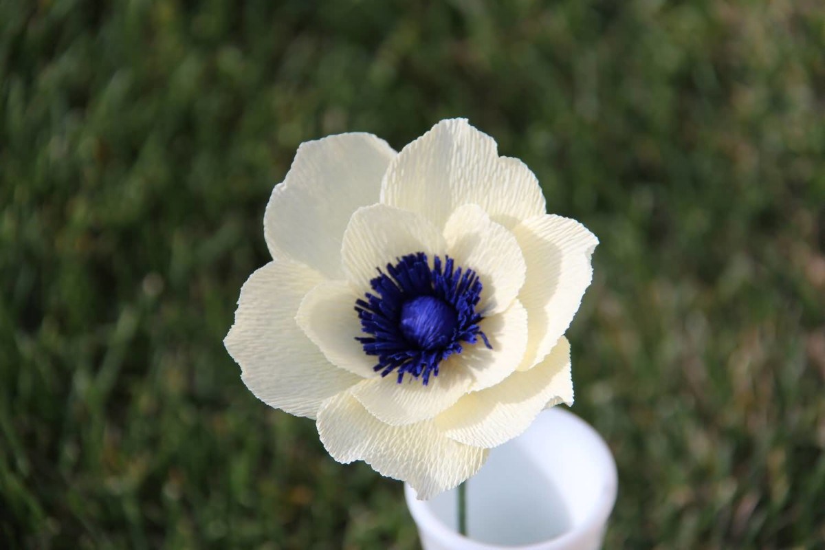 Marvelous White Anemone With Center Blue Flower Wallpaper - Cream Anemone Flower , HD Wallpaper & Backgrounds