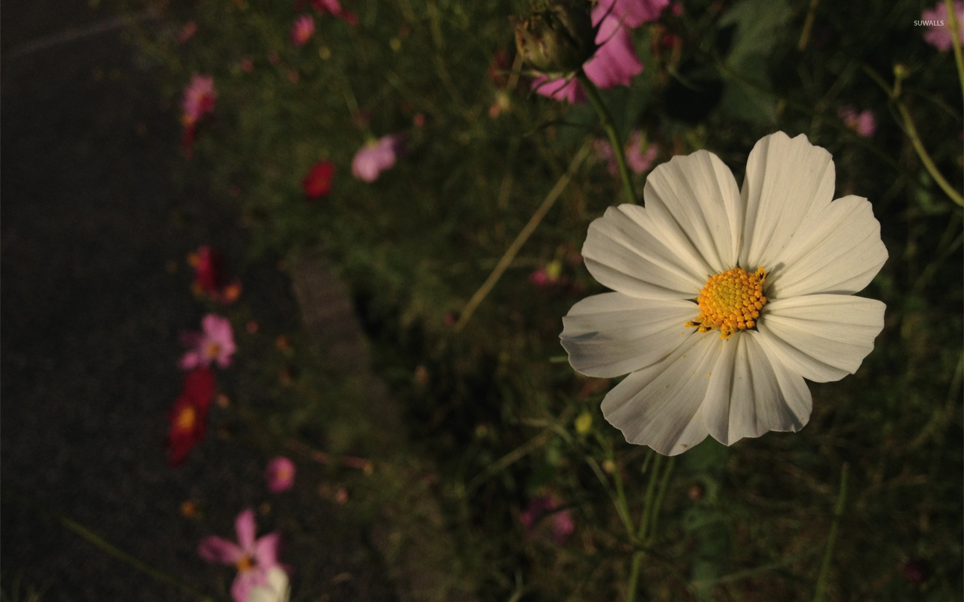 White Cosmos Flower Wallpaper - Garden Cosmos , HD Wallpaper & Backgrounds