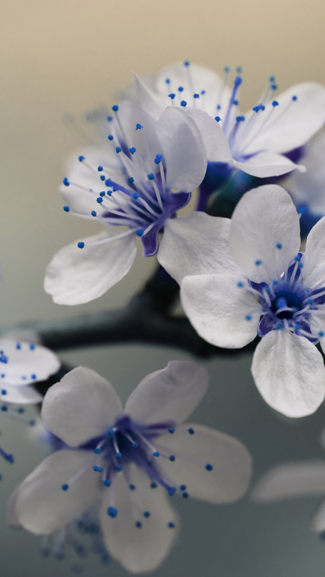 Blue Flower Wallpapers Hd Resolution - Good Morning Images Full Hd , HD Wallpaper & Backgrounds