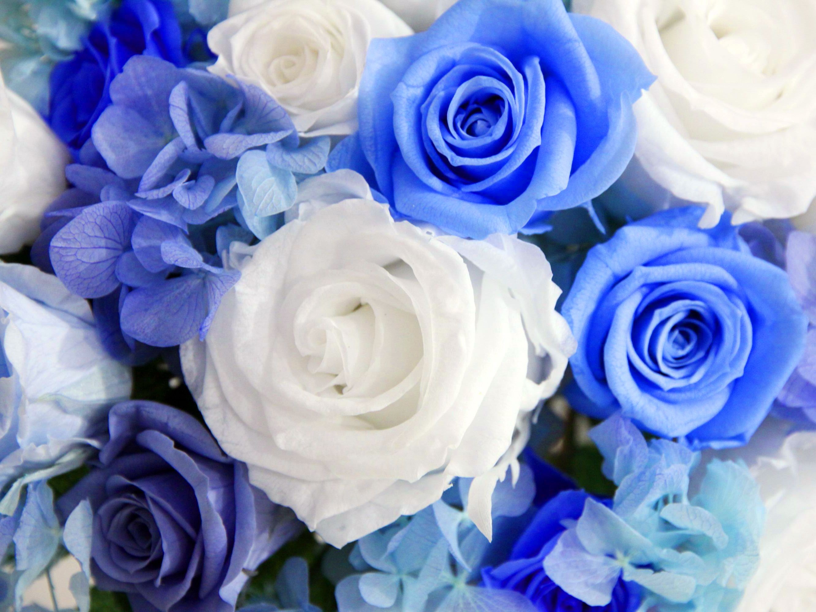 Bouquet Blue Nature Roses White Flowers Hydrangeas - Blue And White Flowers Cover , HD Wallpaper & Backgrounds
