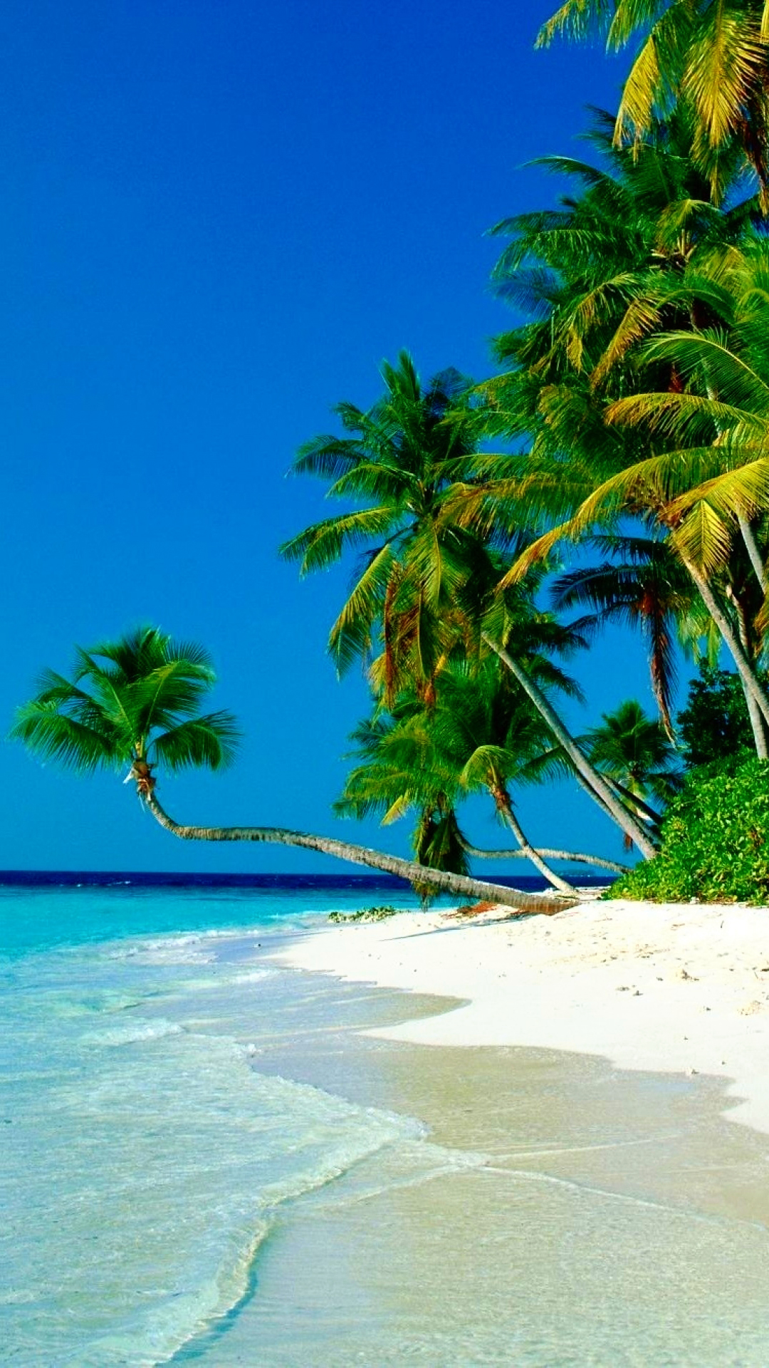 Ocean Palm Phone Wallpaper - Palm Trees Beach Iphone , HD Wallpaper & Backgrounds