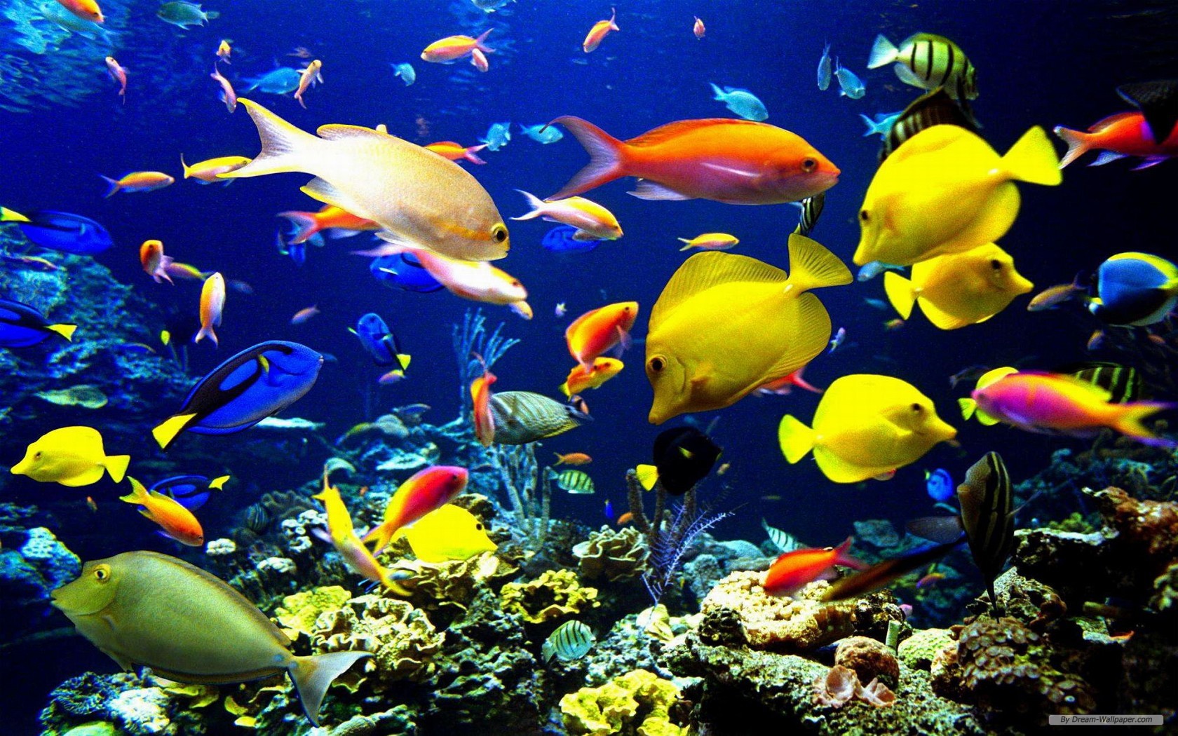 Cool Ocean Life Wallpaper - Ocean Life , HD Wallpaper & Backgrounds
