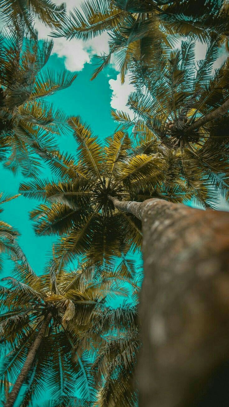 Palm Tree Iphone Wallpaper, Ocean Wallpaper, Tumblr - Ni Gucci Ni Prada , HD Wallpaper & Backgrounds