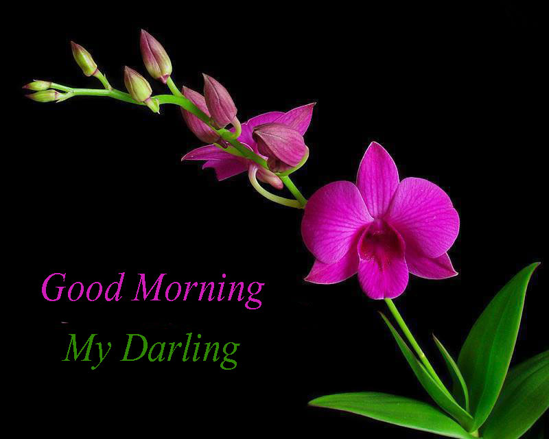 Flower Pictures Flowers Good Morning - Good Morning With Slogan , HD Wallpaper & Backgrounds