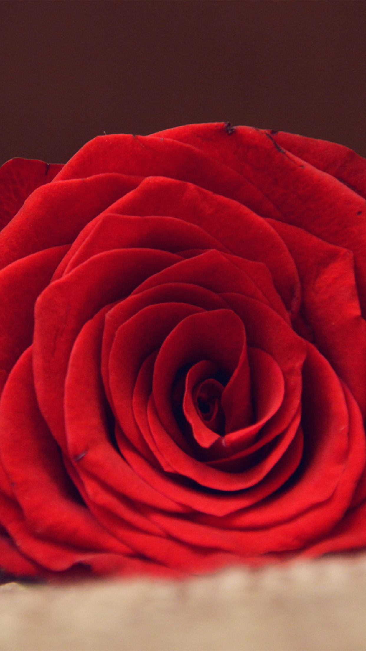 Iphone 7 Plus - Red Rose Wallpaper For Iphone 8 Plus , HD Wallpaper & Backgrounds