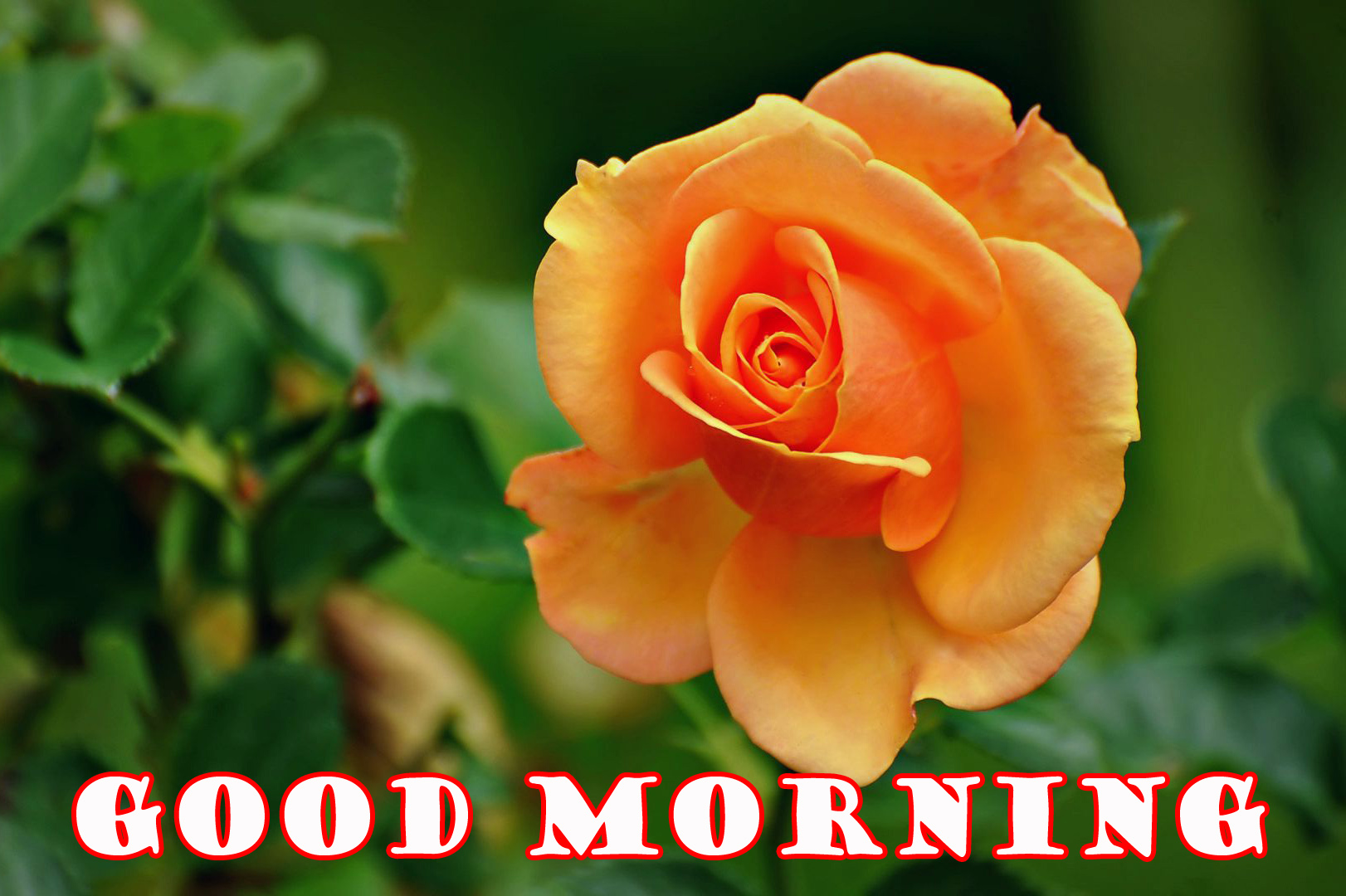 Good Morning Flowers Wallpaper Pictures Images Free - Orange Rose , HD Wallpaper & Backgrounds