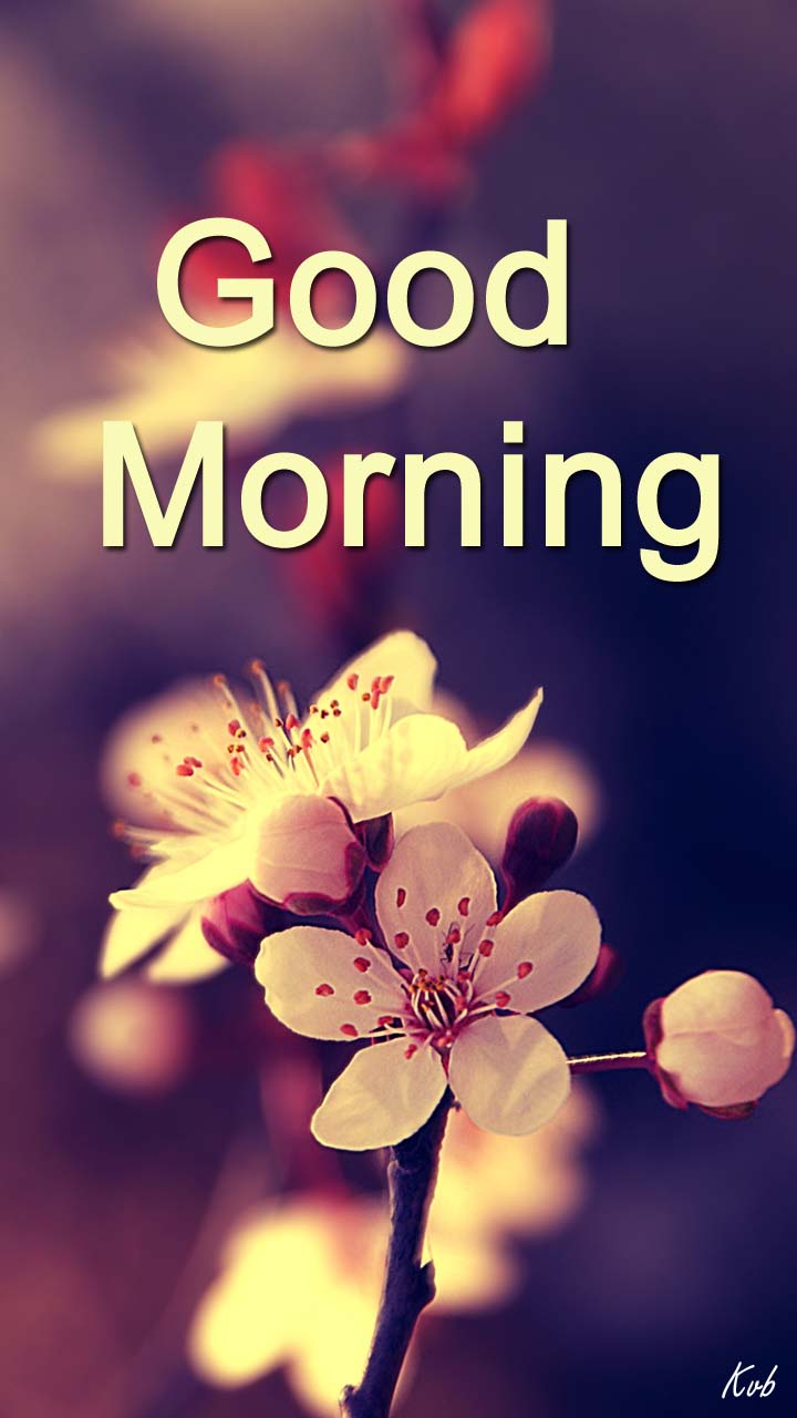 Flower Good Morning Images Free - Hd Mobile Wallpaper Flower , HD Wallpaper & Backgrounds