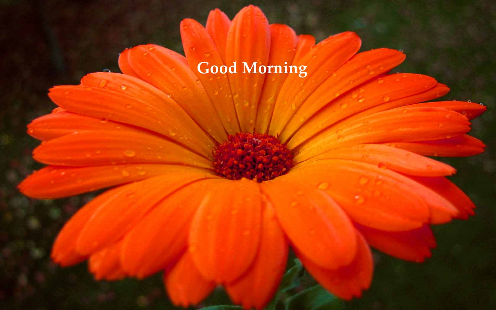 184 Flower Good Morning Hd Images Wallpaper For Whatsapp/ - Turuncu Rengin Anlamı , HD Wallpaper & Backgrounds
