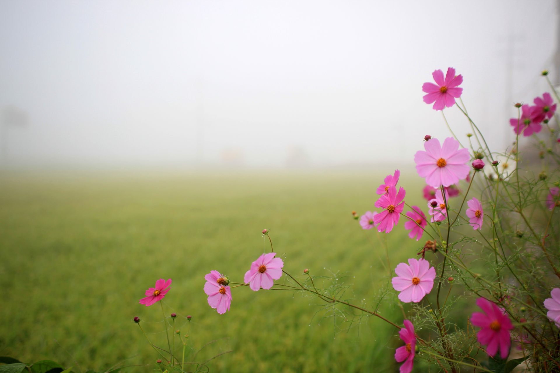 During Sunrise Good Morning Flower Wallpaper In High - Nature Flowers Good Morning , HD Wallpaper & Backgrounds