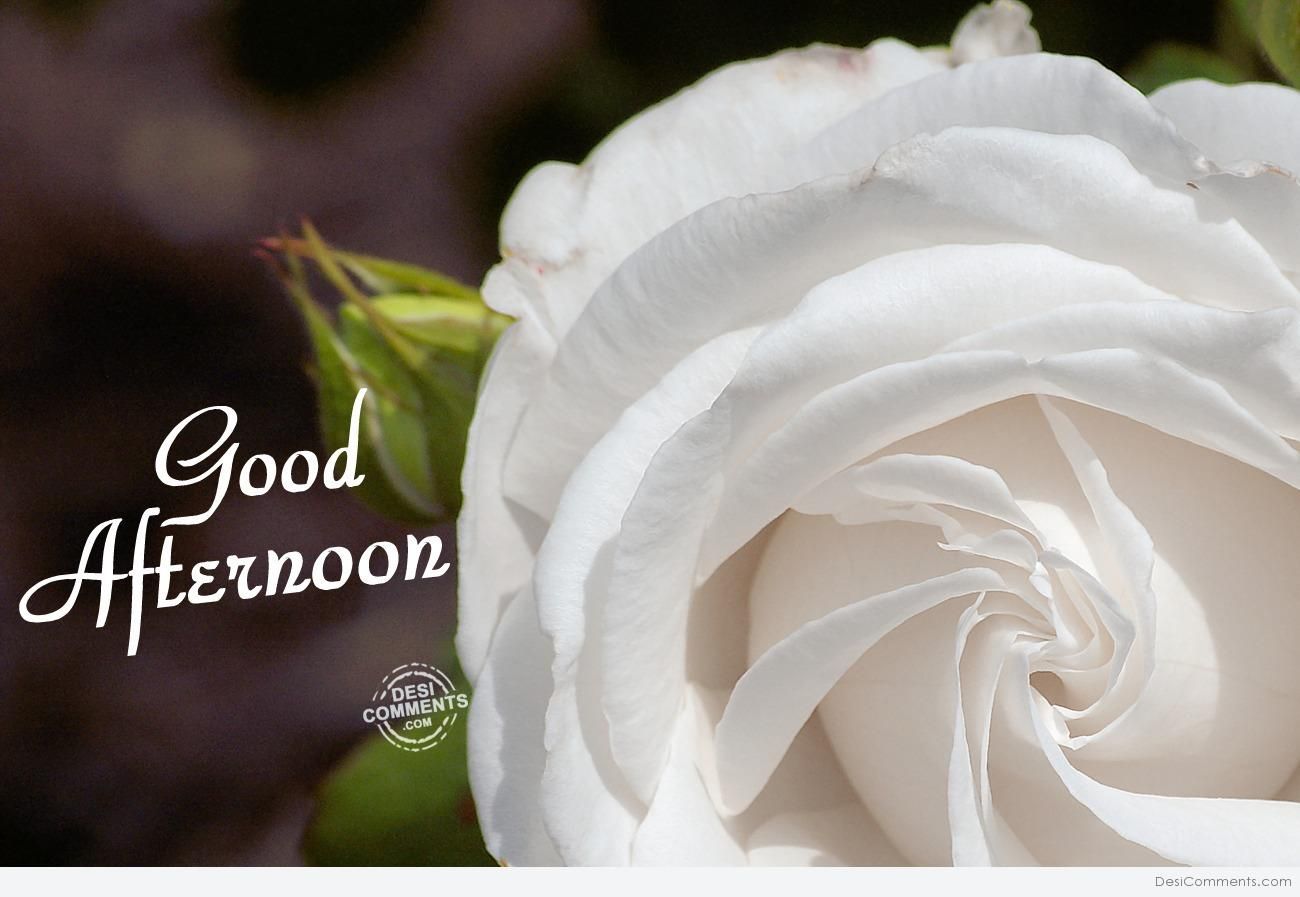 Good Afternoon Pictures Images Graphics For Facebook - Good Afternoon Wallpaper Hd Download , HD Wallpaper & Backgrounds