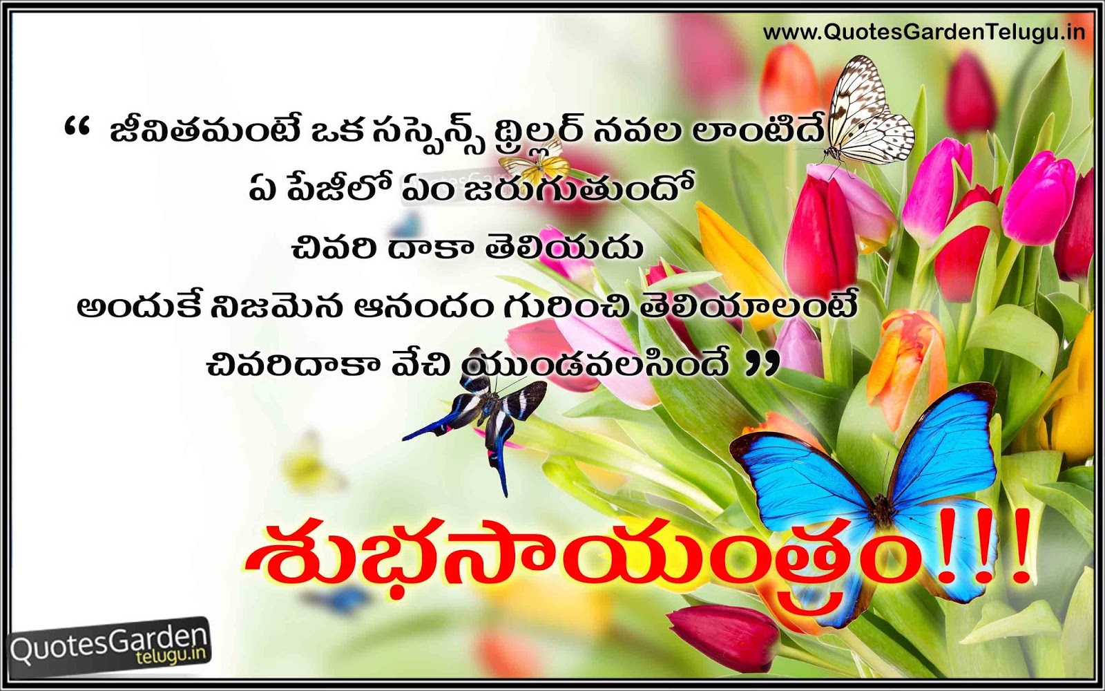 Best Thoughts N Telugu Good Evening Quotes For Friends - Butterflies On The Flowers , HD Wallpaper & Backgrounds