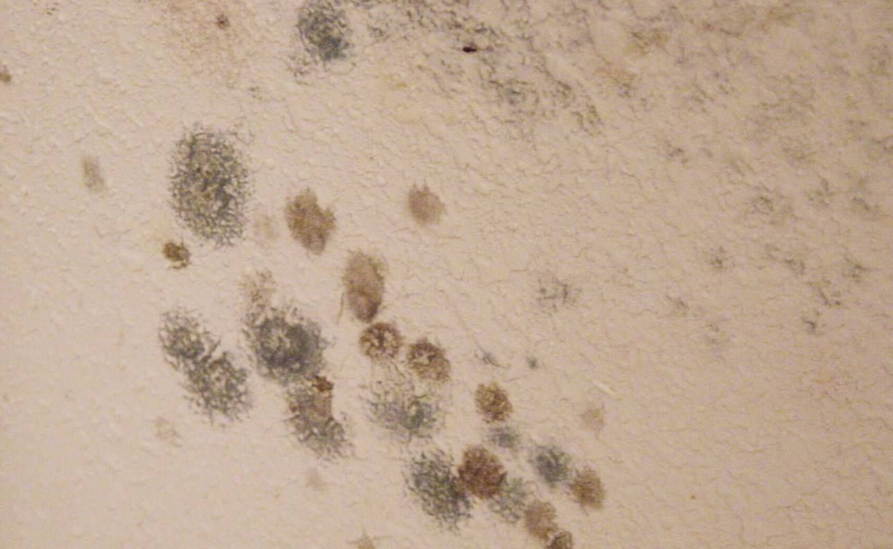 Mold Behind Wallpaper Is A Health Concern - Toxic Mold , HD Wallpaper & Backgrounds