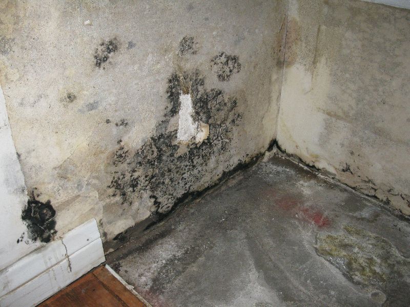 Mold Discovered Behind Bathroom Counter And Under Wallpaper - Mold On Wallpaper In Bathroom , HD Wallpaper & Backgrounds