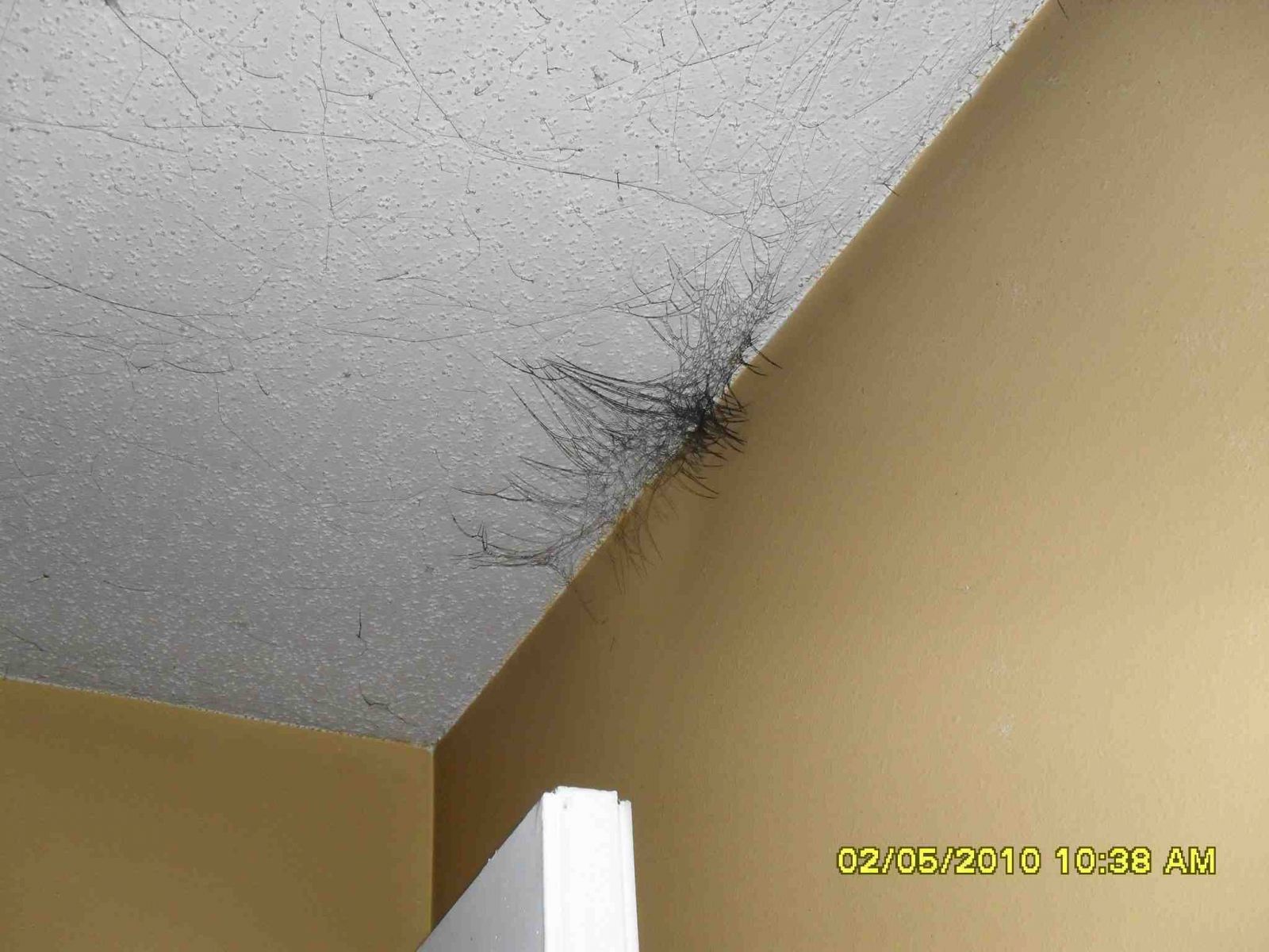 Water Damage, Mold And Home Insurance - Water Damage House Ceiling , HD Wallpaper & Backgrounds