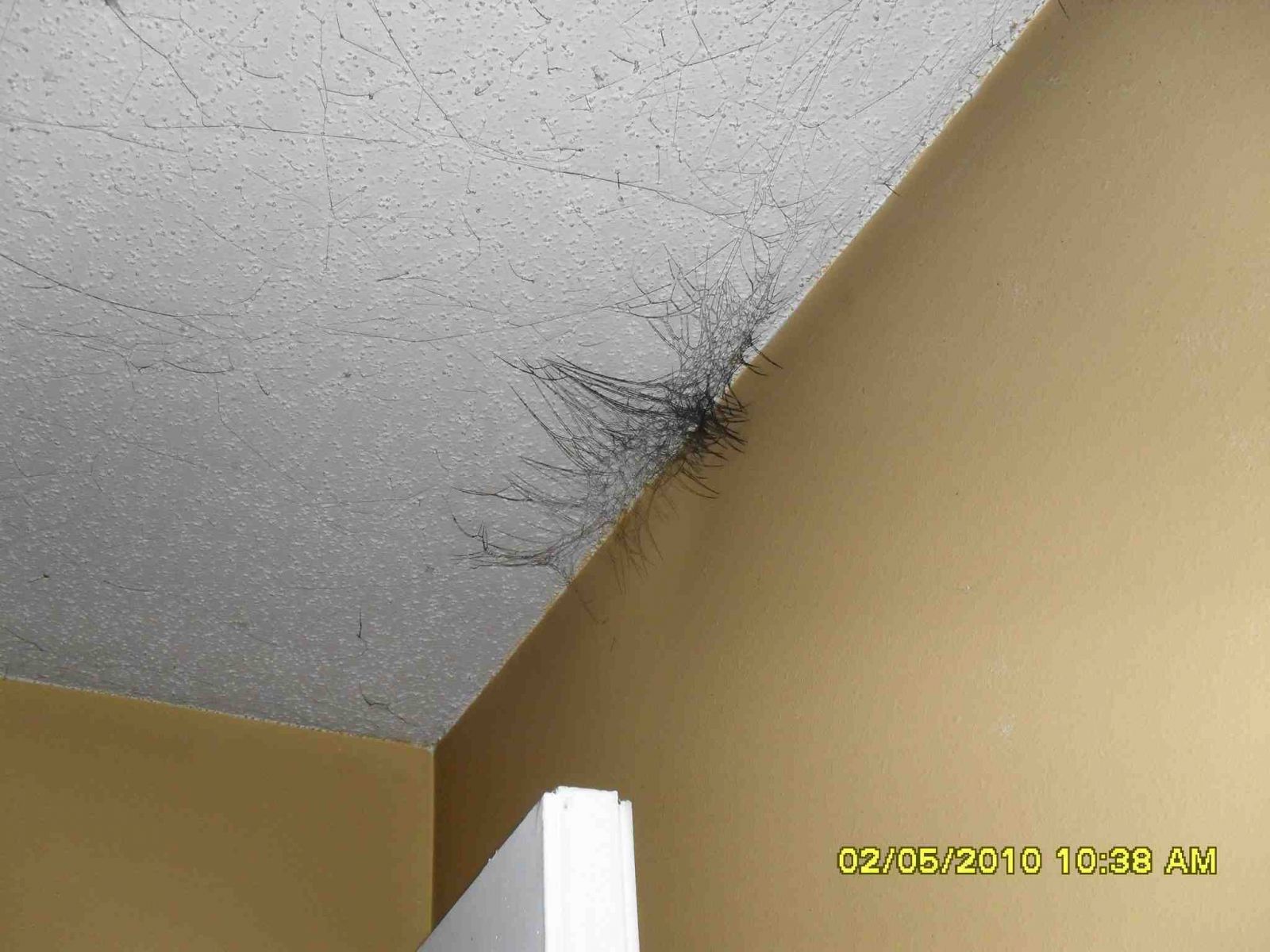 Water Damage Mold And Home Insurance Water Damage House Ceiling