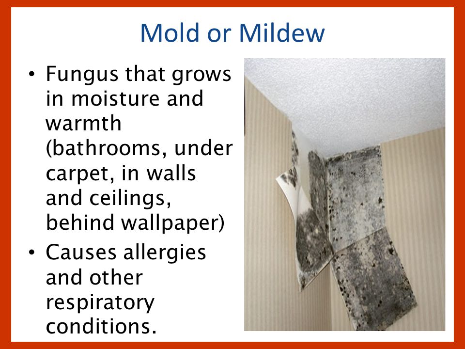 8 Mold Or Mildew Fungus That Grows In Moisture And - Architecture , HD Wallpaper & Backgrounds