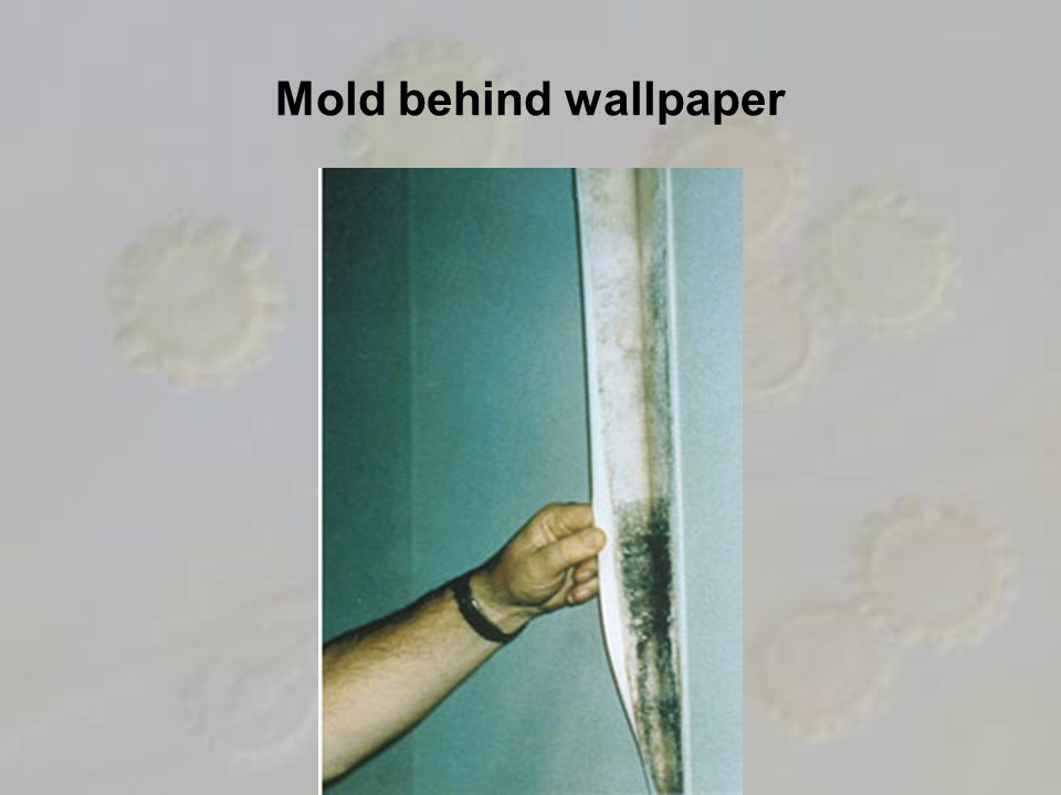 6 Mold Behind Wallpaper - Does Mold Look Like , HD Wallpaper & Backgrounds