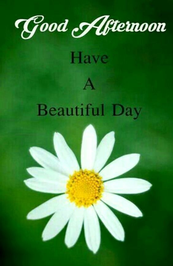 Good Morning Msg, Good Afternoon Quotes, Good Morning - Good Afternoon Daisies , HD Wallpaper & Backgrounds