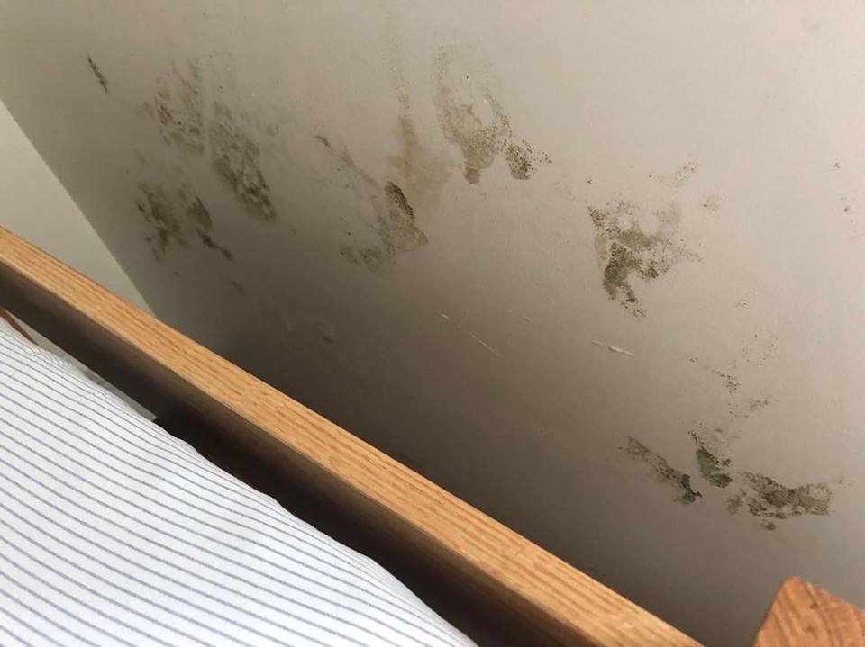 What Is Housing Doing In My Moldy Swamp - Ceiling , HD Wallpaper & Backgrounds