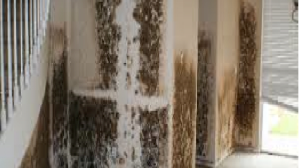 How To Tell If There's A Mold Problem When Considering - Floor , HD Wallpaper & Backgrounds