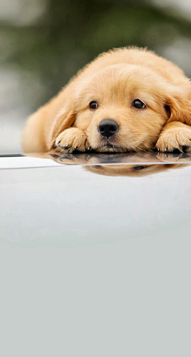 Cute Puppies Wallpapers For Mobile - Iphone 6 Golden Retriever , HD Wallpaper & Backgrounds