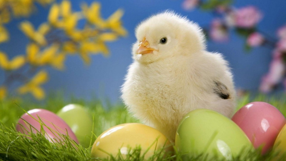 Best Cute Wallpapers For Mobile - Easter Eggs And Chicks , HD Wallpaper & Backgrounds