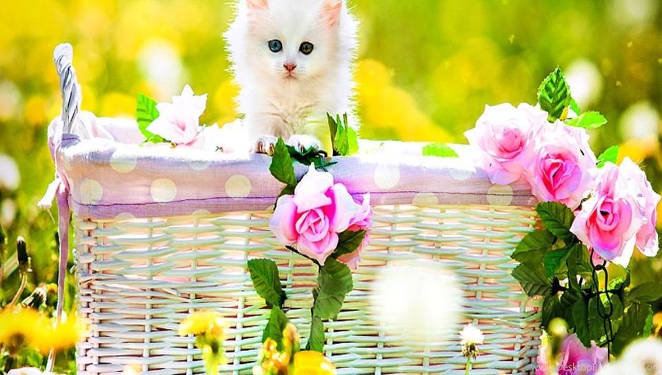Hd - - Cute Wallpaper Hd For Mobile Free Download , HD Wallpaper & Backgrounds