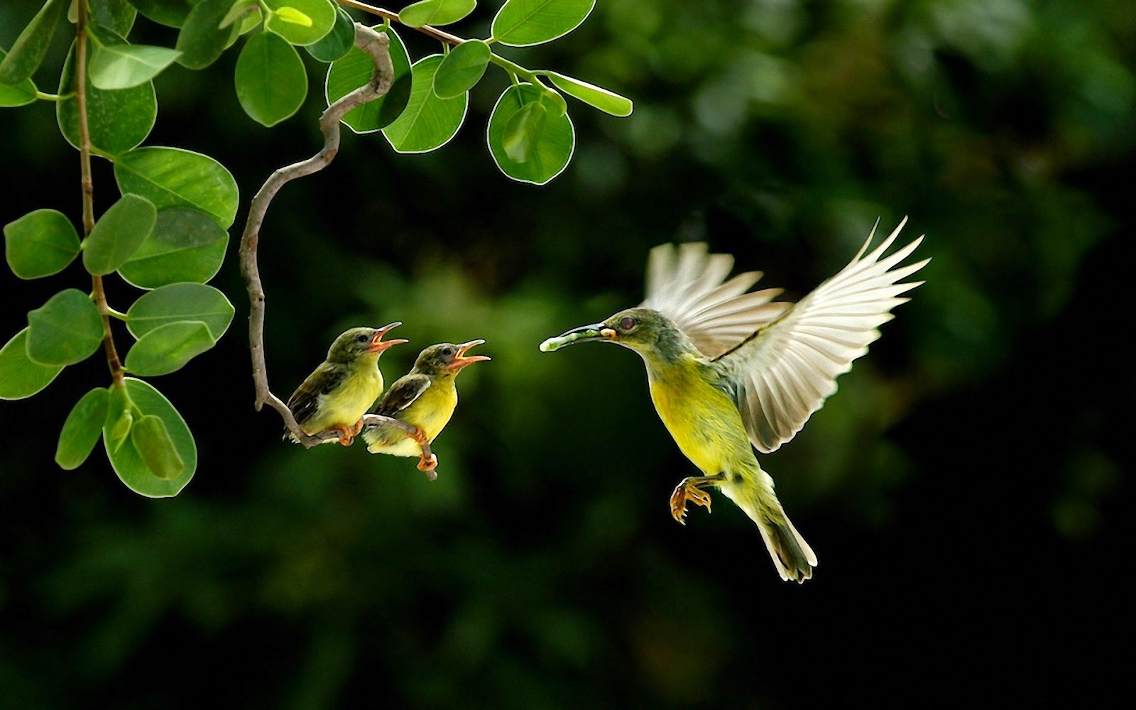 Cute Wallpapers Free Download For Mobile - Beautiful Birds Images Hd , HD Wallpaper & Backgrounds