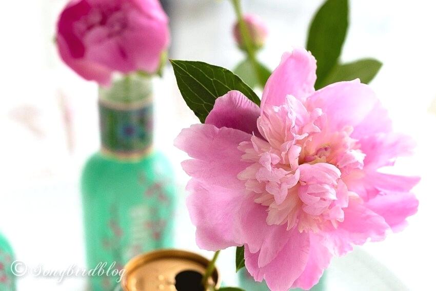 Beautiful Flowers In Vase Good Morning Beautiful Flower - Peony , HD Wallpaper & Backgrounds