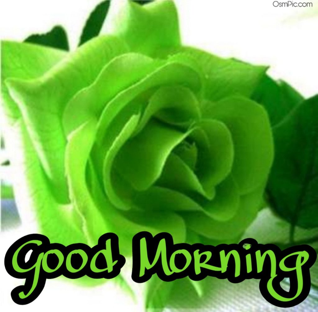 Good Morning Green Rose Image - Rose Verte De Chine , HD Wallpaper & Backgrounds