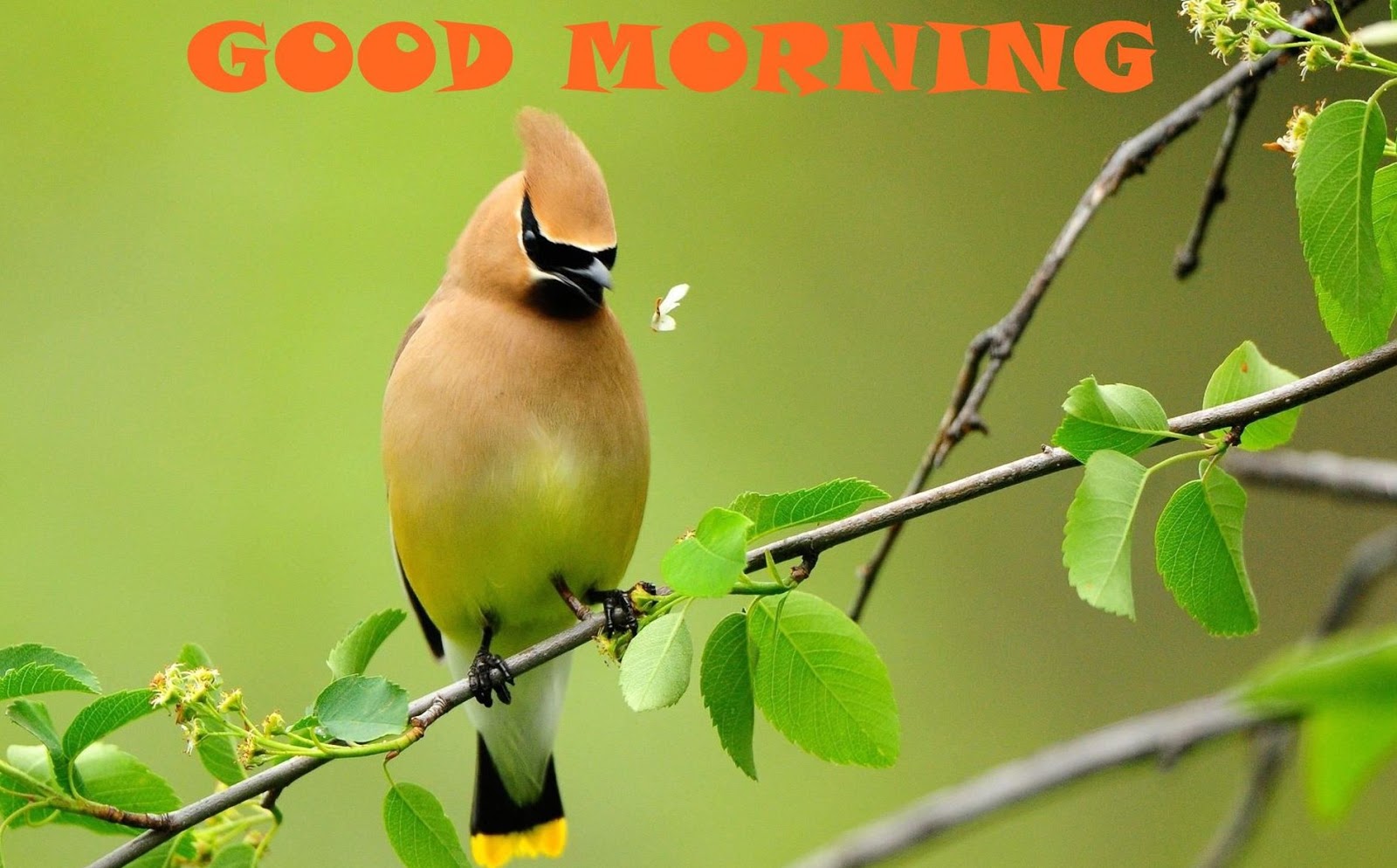 Best 100 Good Morning Hd Images With Quotes 3d Picture - Good Morning Hd Images Birds , HD Wallpaper & Backgrounds