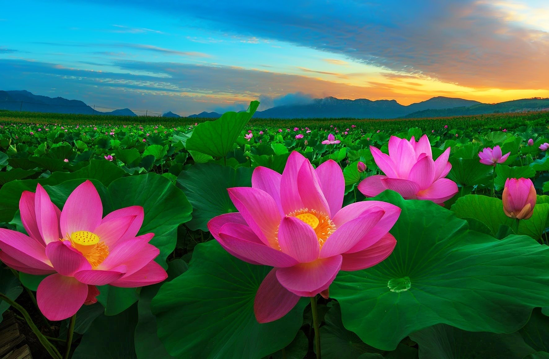 Back To 44 Lotus Flower Wallpapers Hd - Facebook Cover Photo Lotus Flower , HD Wallpaper & Backgrounds