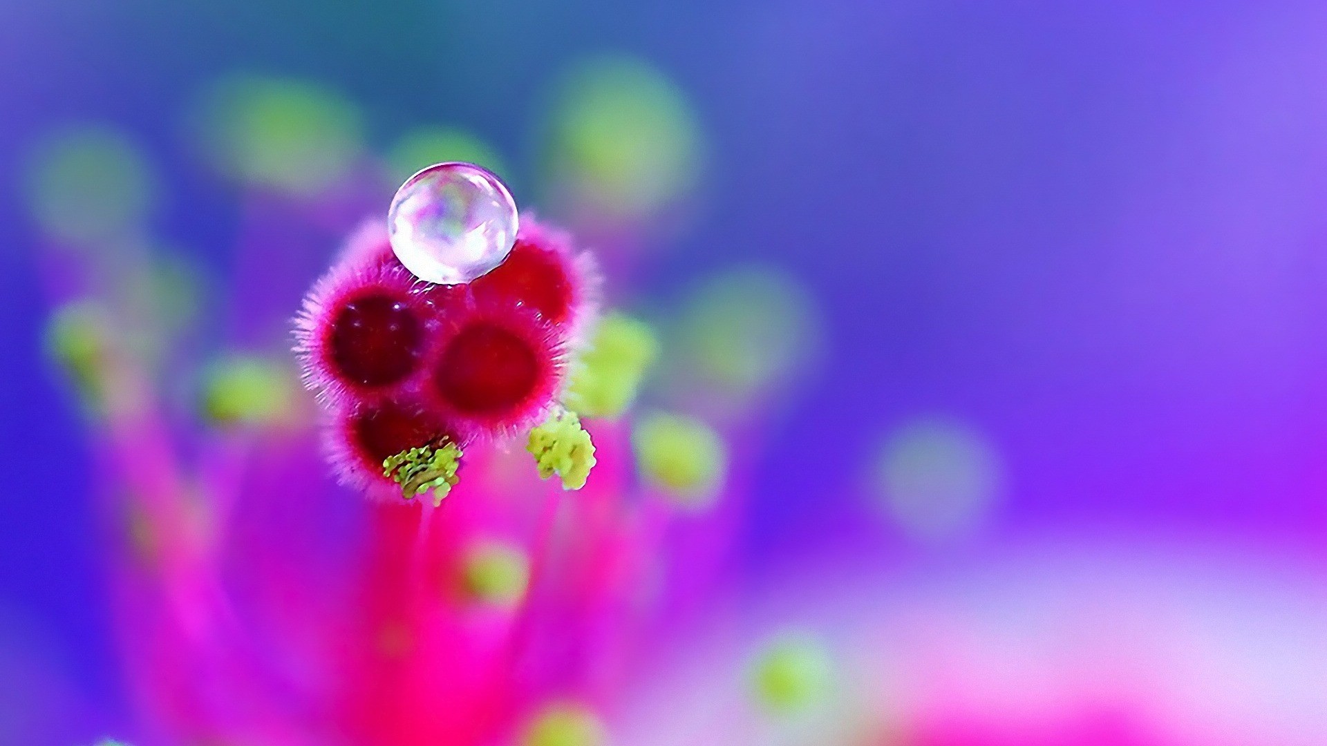 Dew Drops On Purpule Flower Wallpaper Widescreen Morning