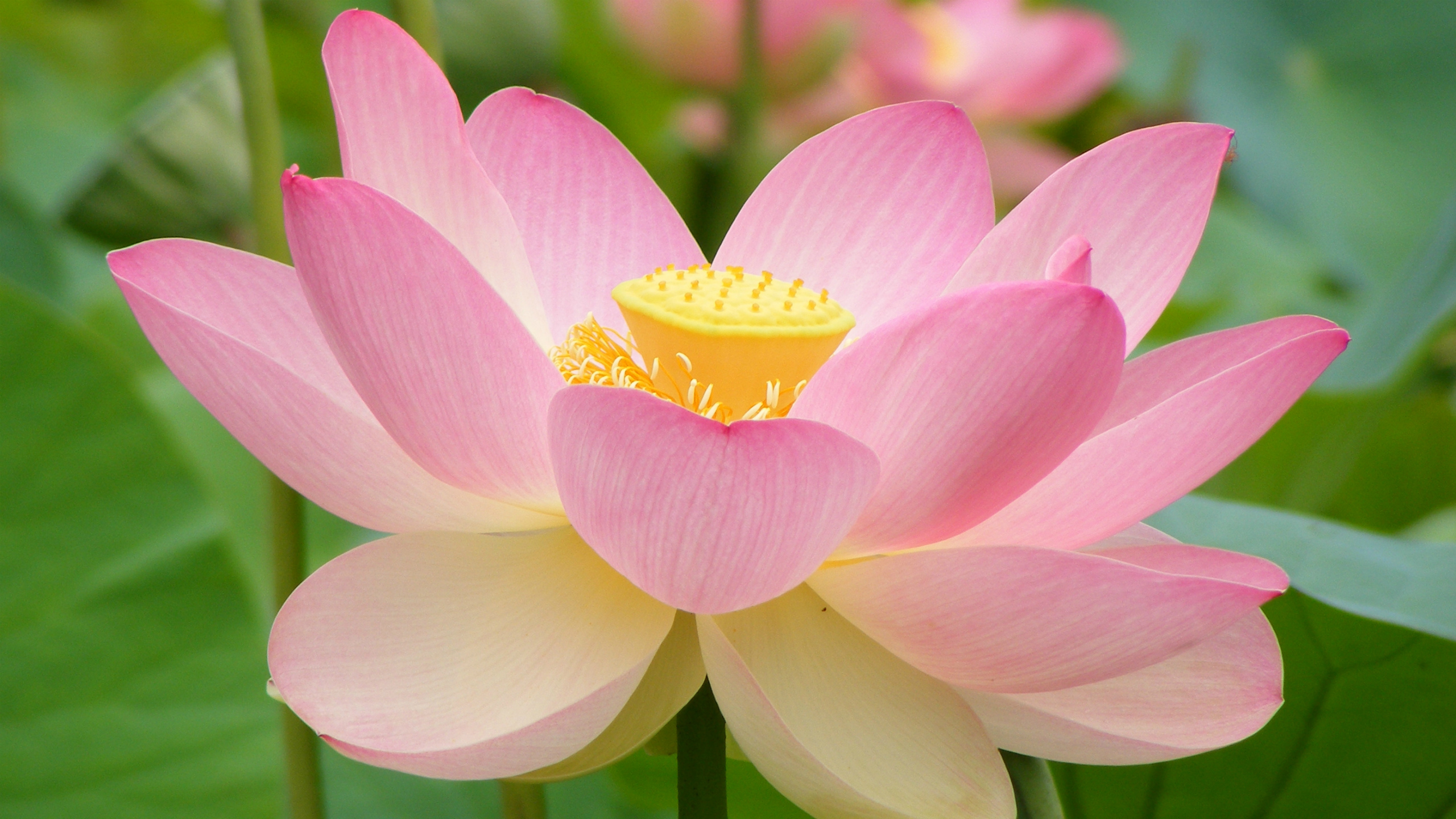 Pink Lotus Flower Wallpaper Hd - State Flower Of Jammu And Kashmir , HD Wallpaper & Backgrounds