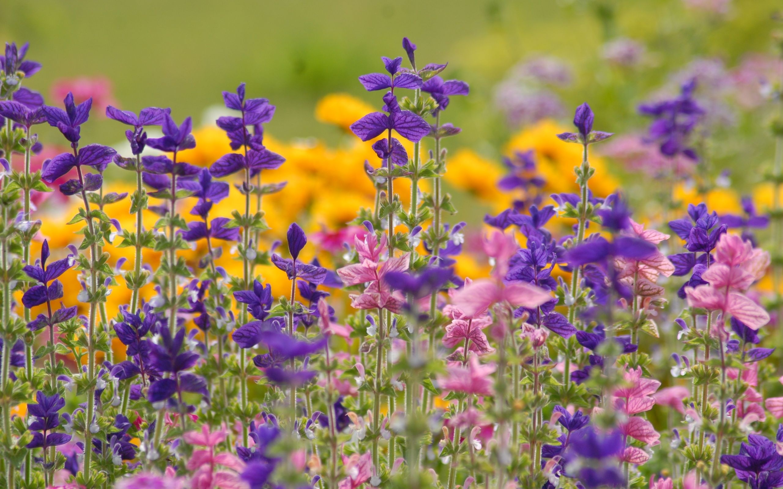 Garden Nature Purple Flowers Pink Beautiful Desktop - ภาพ หน้า จอ ดอกไม้ , HD Wallpaper & Backgrounds