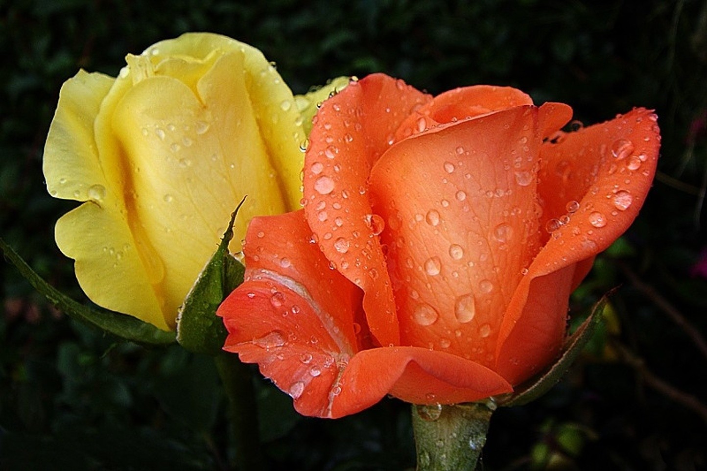 Beautiful Yellow Roses Orange Desktop Flowers Wallpapers - Garden Roses , HD Wallpaper & Backgrounds