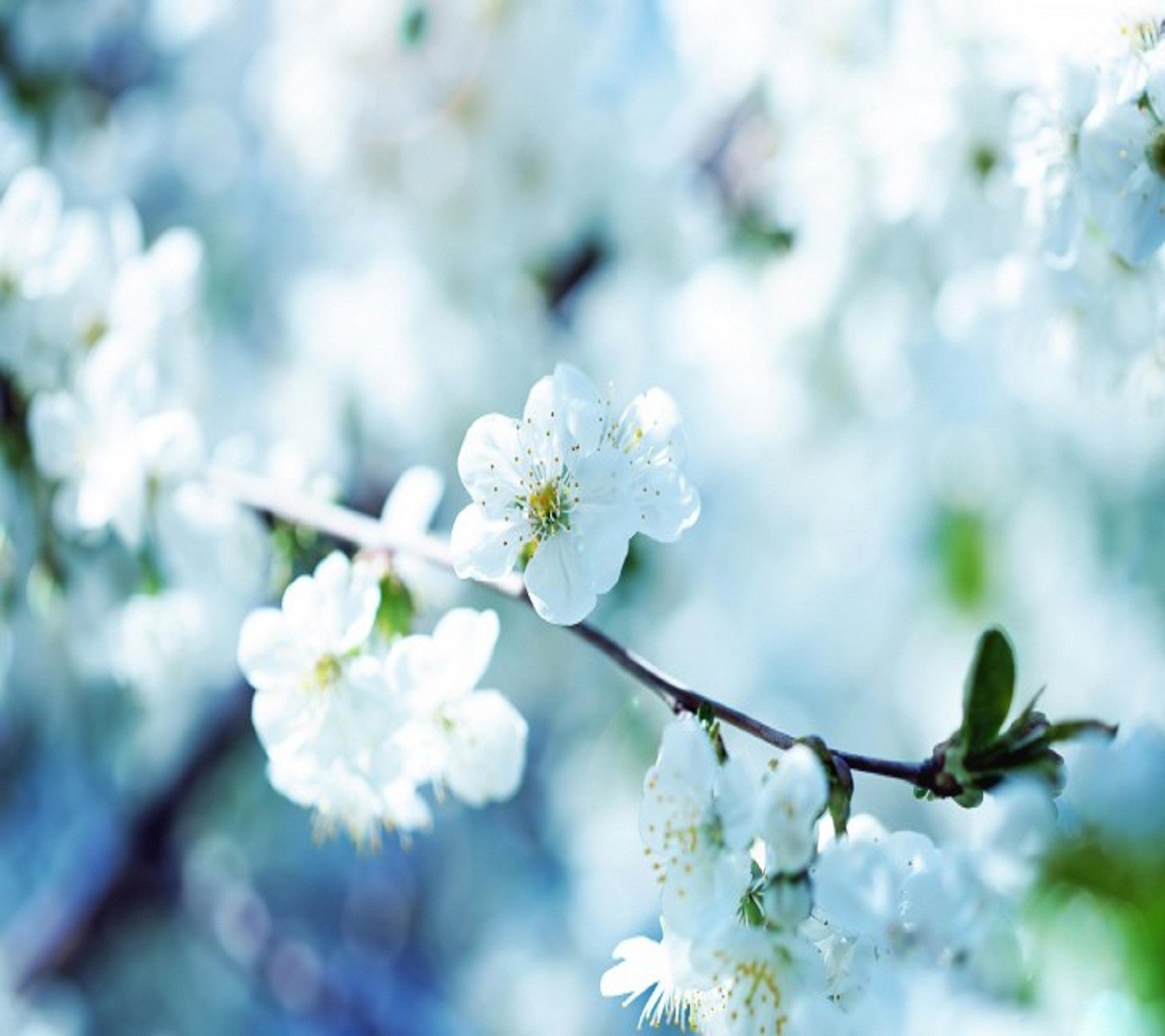 Nature Flowers Tree White Wallpaer Beauty Beautiful - Very Pretty Flower Backgrounds , HD Wallpaper & Backgrounds