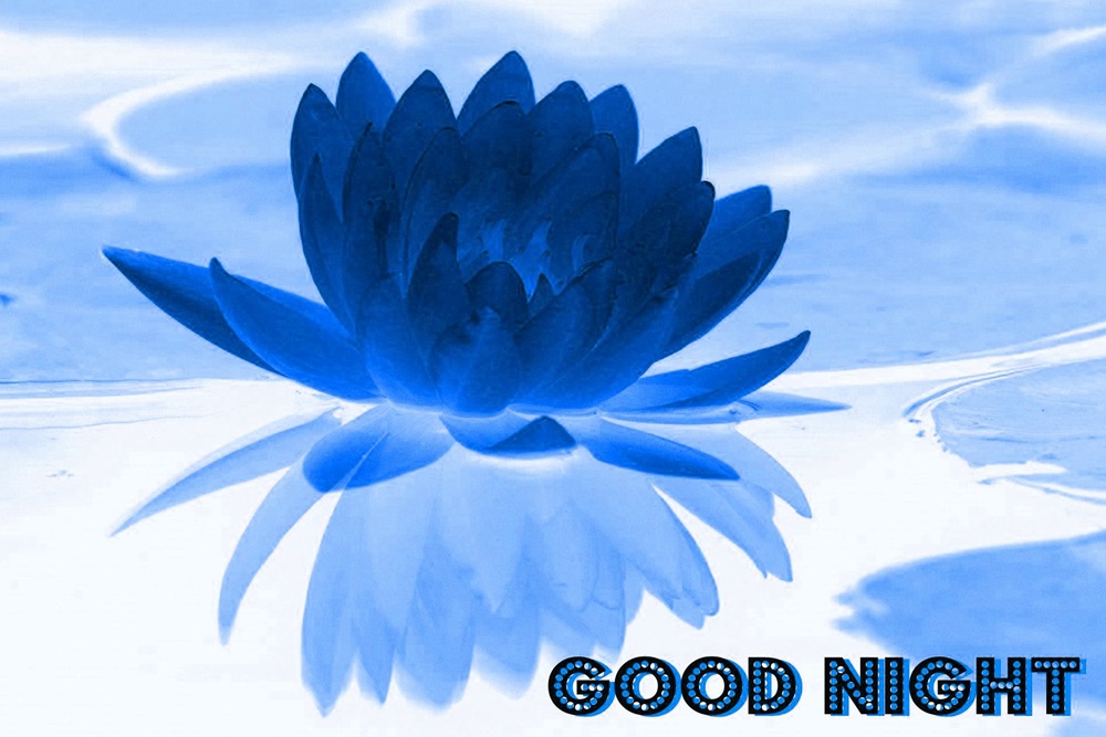 Good Night Blue Lotus Flowers Hd Wallpaper - Good Morning Blue Lotus , HD Wallpaper & Backgrounds