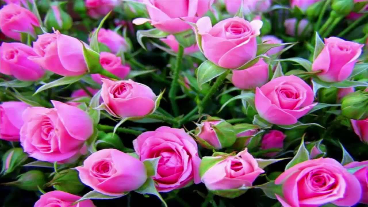 Nice Flowers In The World , HD Wallpaper & Backgrounds