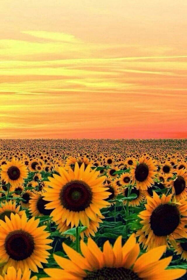 Tumblr Iphone Sunset Yellow Sunflower Wallpaper - Pretty Sunflowers , HD Wallpaper & Backgrounds