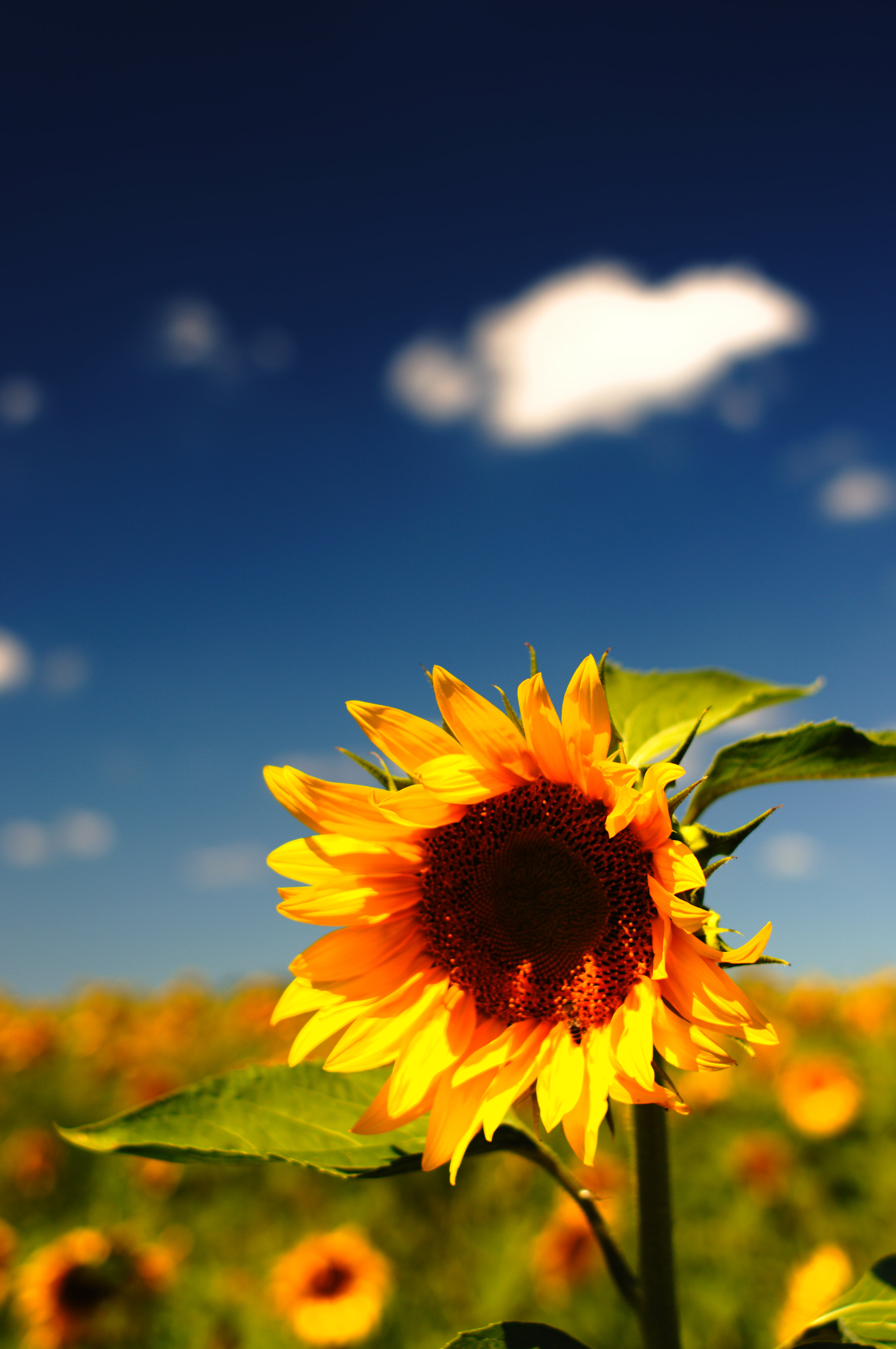 Tilt Shift Lens Photography Of Sunflower, Excess, D5100, , HD Wallpaper & Backgrounds