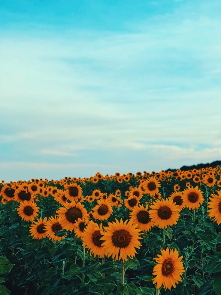 Click Here To Download Sunflower - De Girasoles , HD Wallpaper & Backgrounds