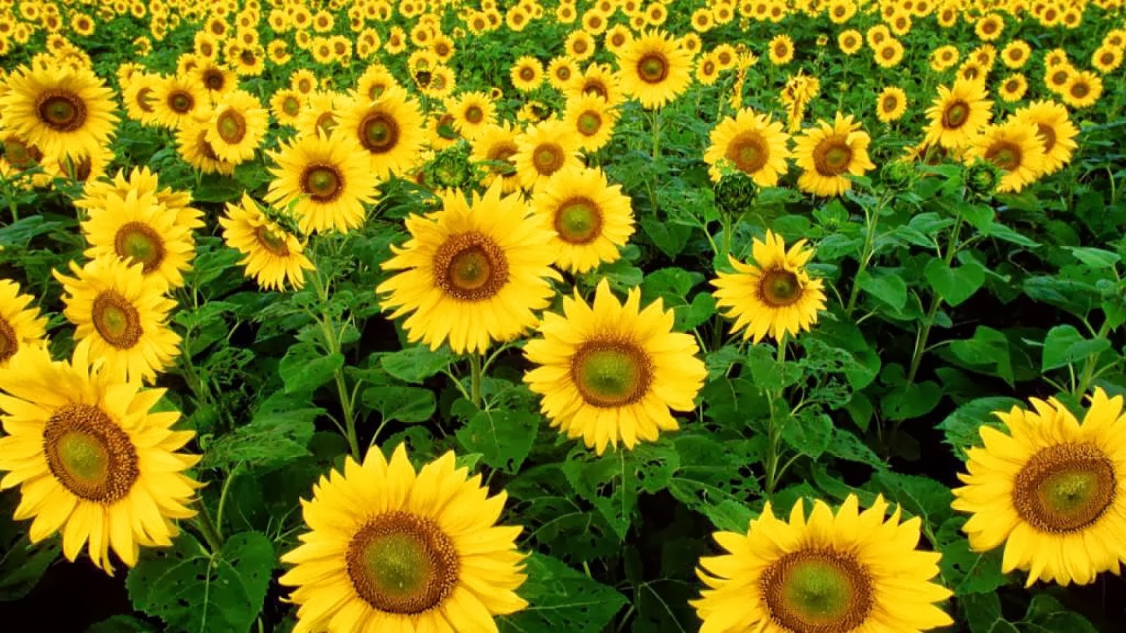 Yellow Sunflower Hd Wallpapers In 1080p - Растения Биологические Часы , HD Wallpaper & Backgrounds