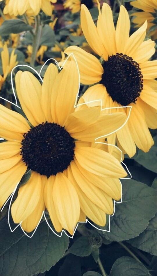 Sunflower Wallpaper, Rose Wallpaper, Screen Wallpaper, - Fondos De Pantalla Tumblr De Girasoles , HD Wallpaper & Backgrounds