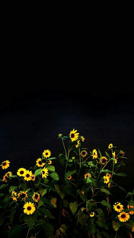 Sunflower Wallpaper Wallpaper Mobile Wallpaper Black - Black Sunflower Wallpaper Hd , HD Wallpaper & Backgrounds