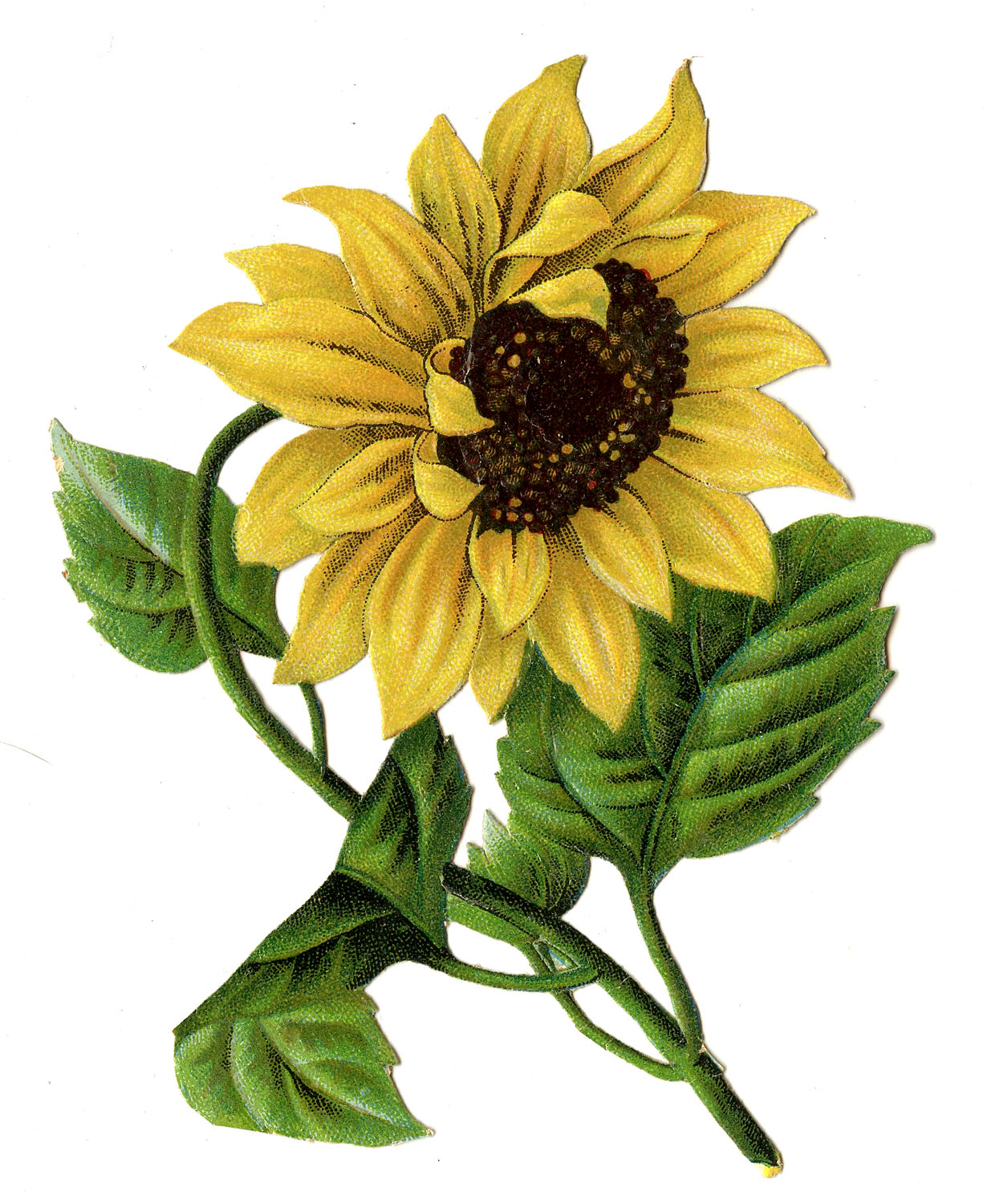 Sunflower Wallpaper Deskfor Pc & Mac, Laptop, Tablet, - Vintage Sunflowers , HD Wallpaper & Backgrounds