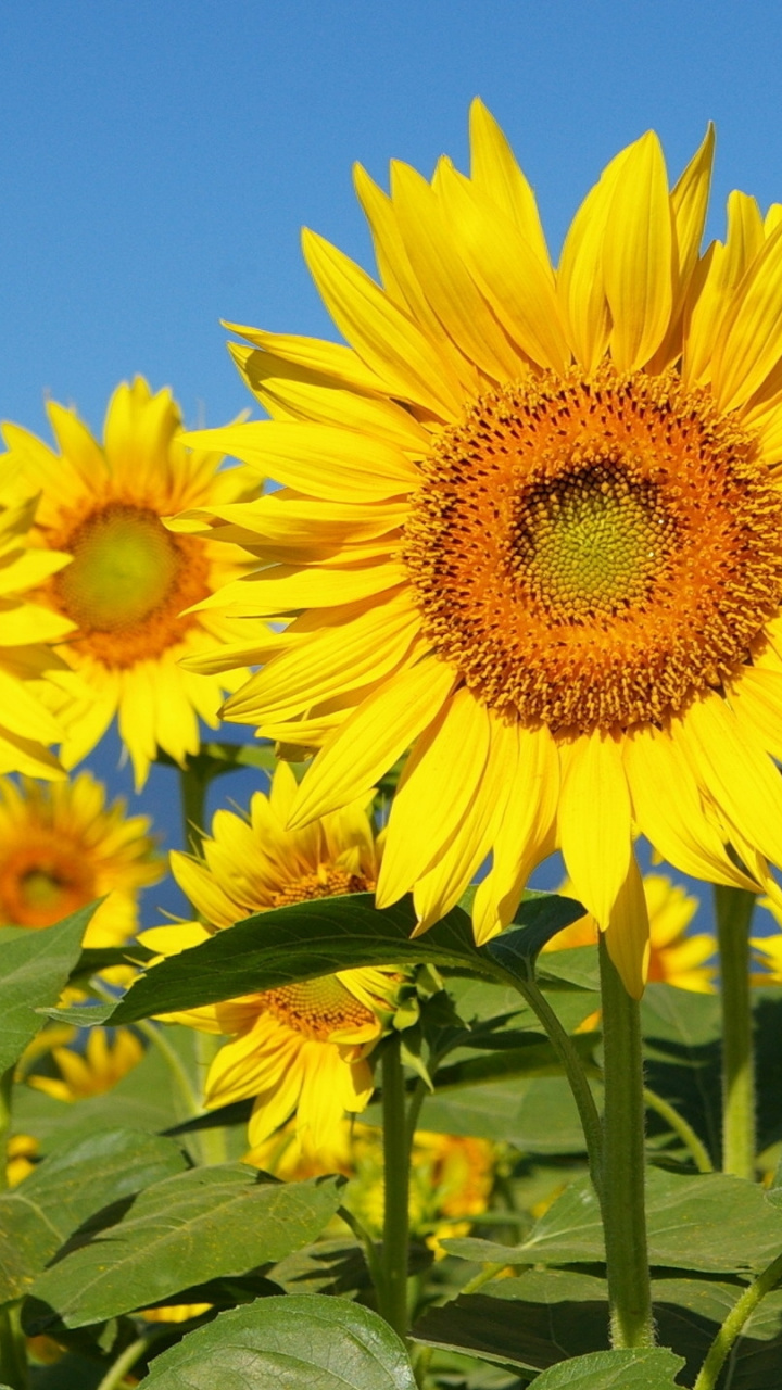 Yellow, Sunflowers, Flowering Plant, Sky, Plant Hd - Подсолнух На Заставку На Телефон , HD Wallpaper & Backgrounds